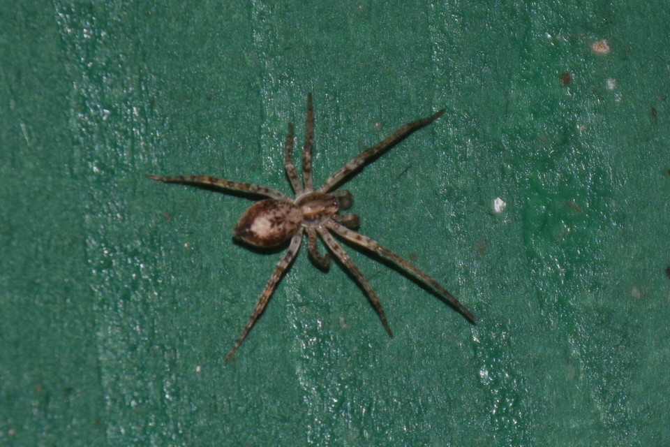 Anyphaena accentuata - jegyespók