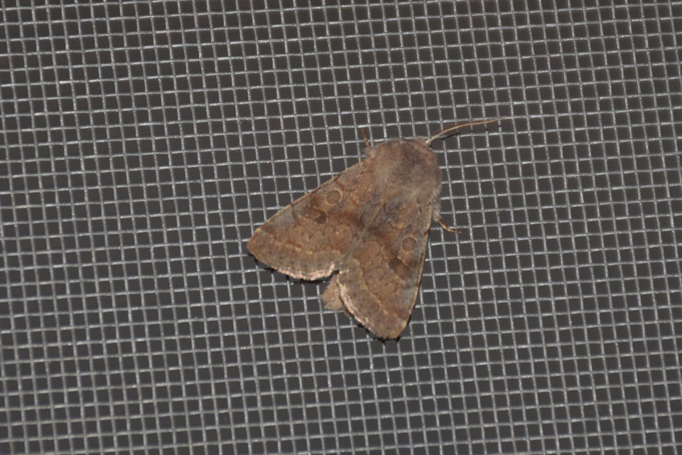 Orthosia populeti - nyárfa-barkabagoly