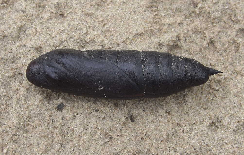 Acherontia atropos - halálfejes lepke