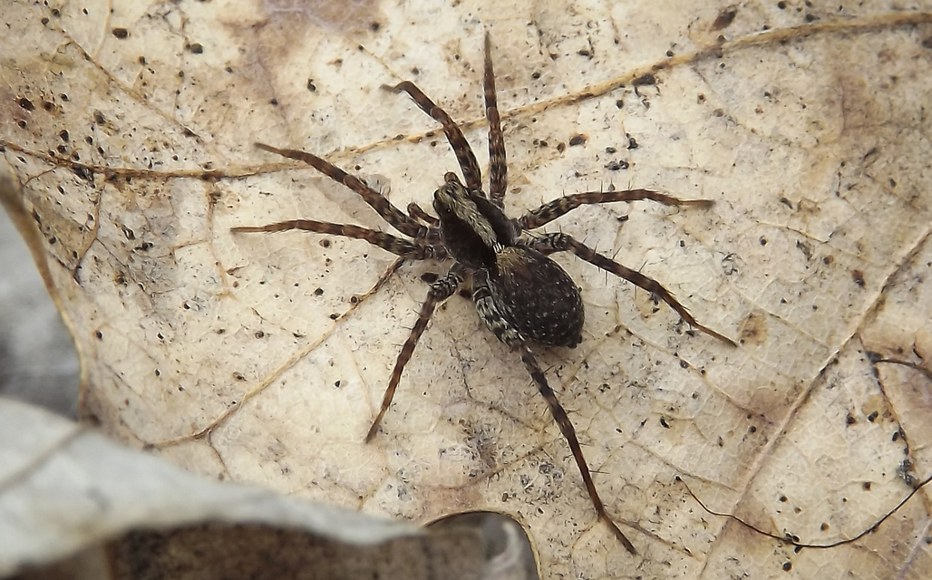 Pardosa alacris/lugubris