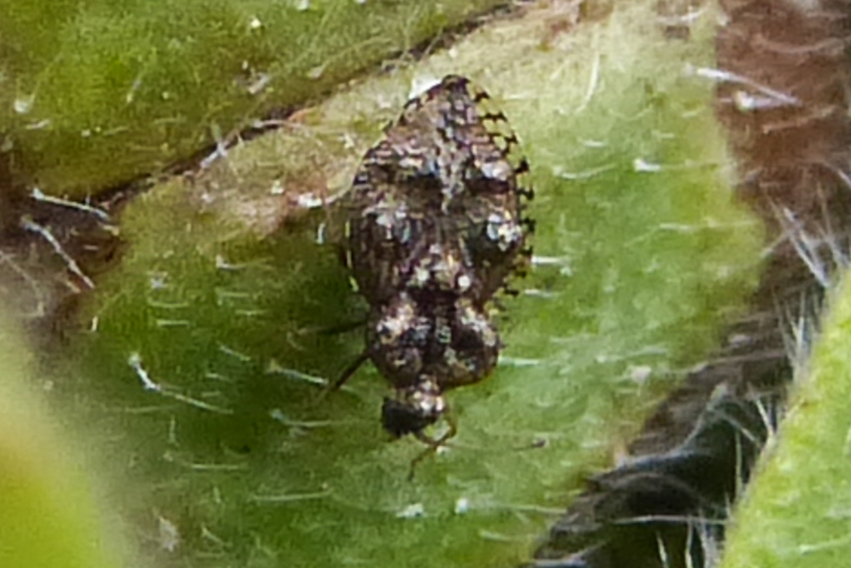 Dictyla rotundata