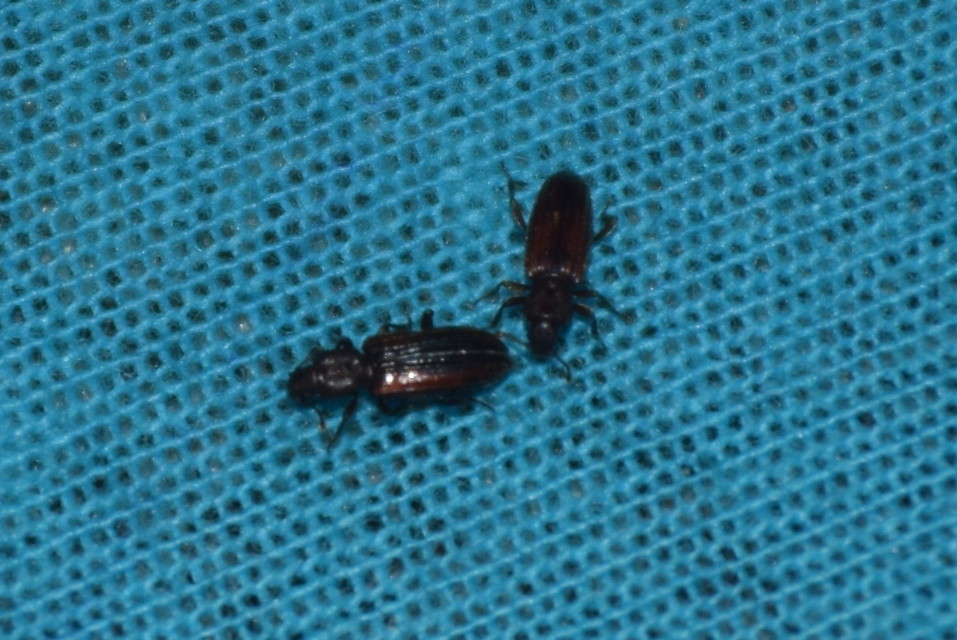 Bothrideres bipunctatus - szívnyakú humuszbogár