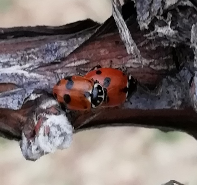 Hippodamia variegata - tizenhárompettyes katica