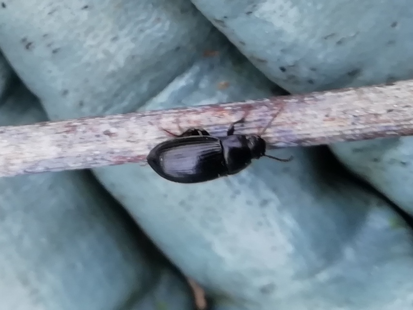 Nalassus dermestoides - rövidszárnyú gyászbogár