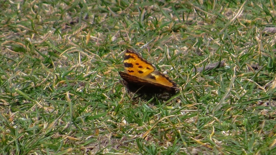 Nymphalis polychloros - nagy rókalepke