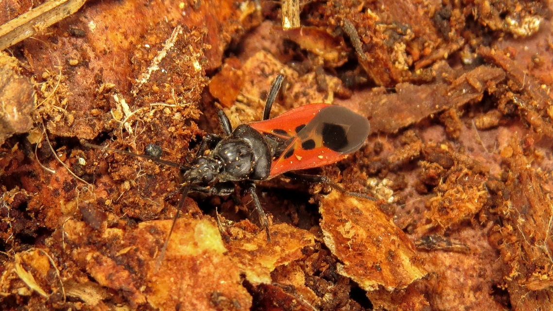Peirates hybridus - foltos rablópoloska