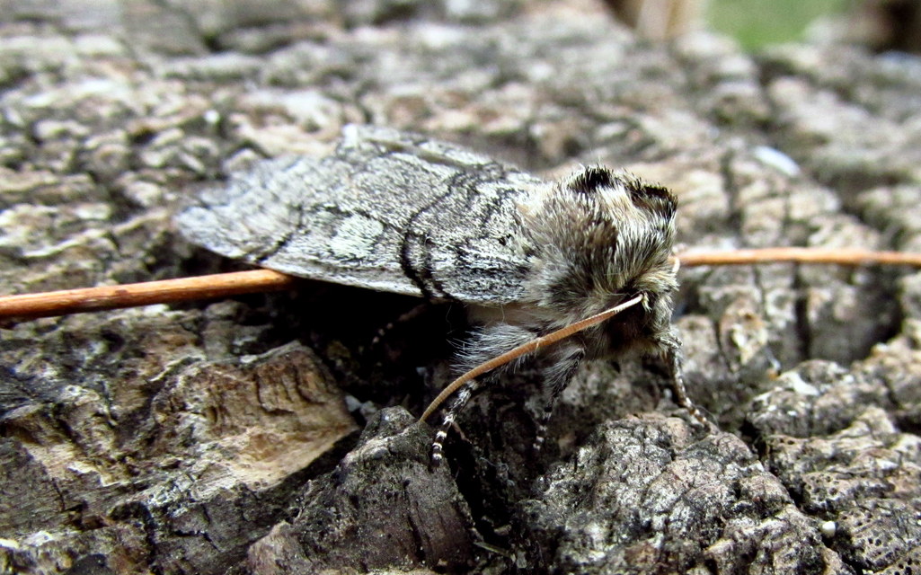 Achlya flavicornis - nyíres pihésszövő