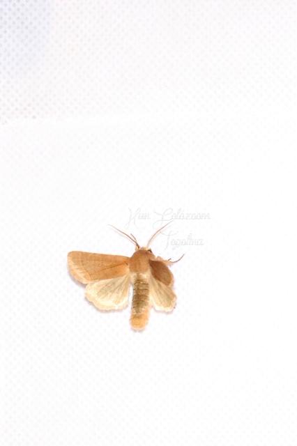 Orthosia cerasi - közepes barkabagoly