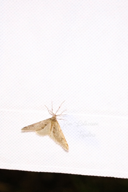 Alsophila aescularia - vadgesztenye-araszoló