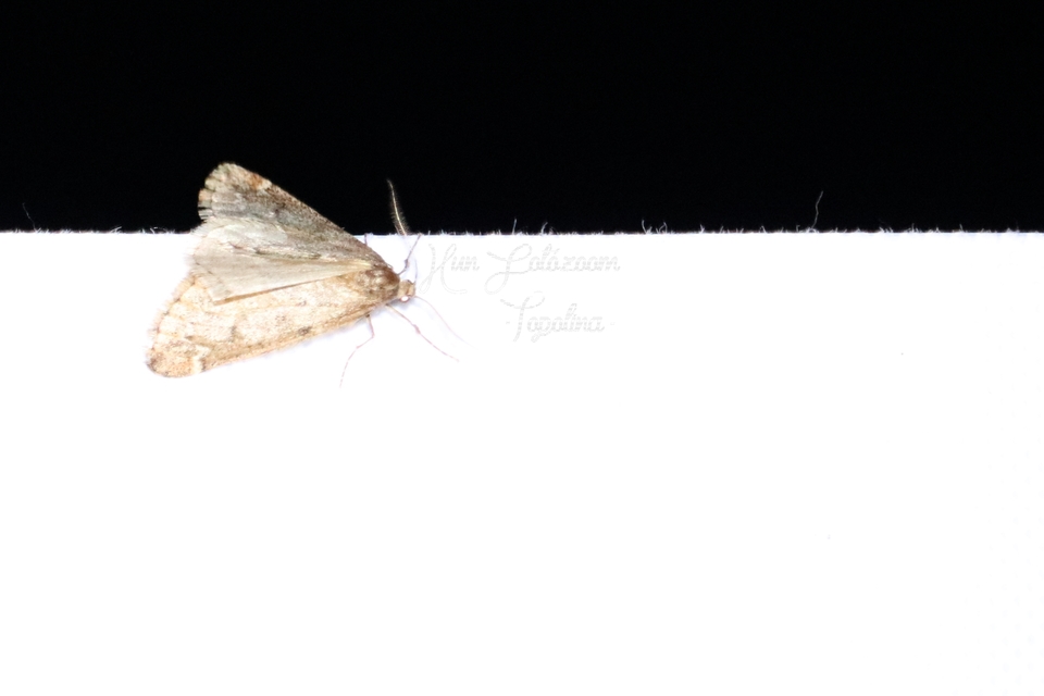 Alsophila aescularia - vadgesztenye-araszoló