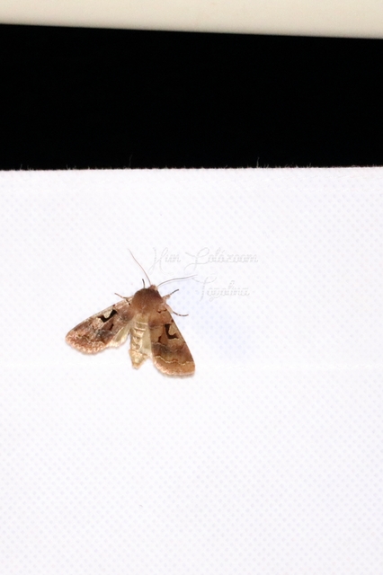 Orthosia gothica - feketefoltos barkabagoly