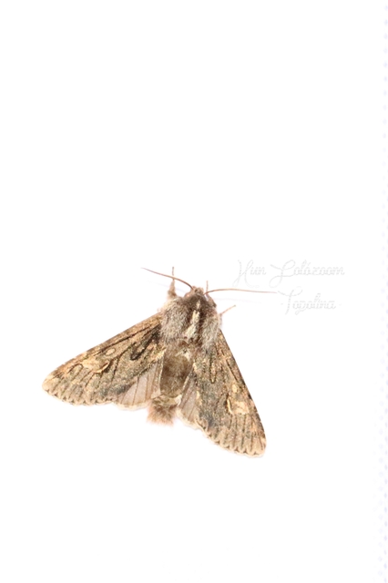 Brachionycha nubeculosa - zömök fésűsbagoly