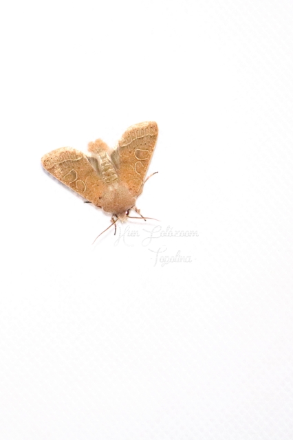 Orthosia cerasi - közepes barkabagoly