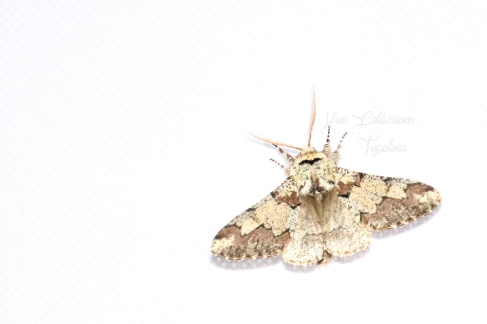 Biston strataria - barnapettyes araszoló