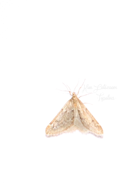 Alsophila aescularia - vadgesztenye-araszoló