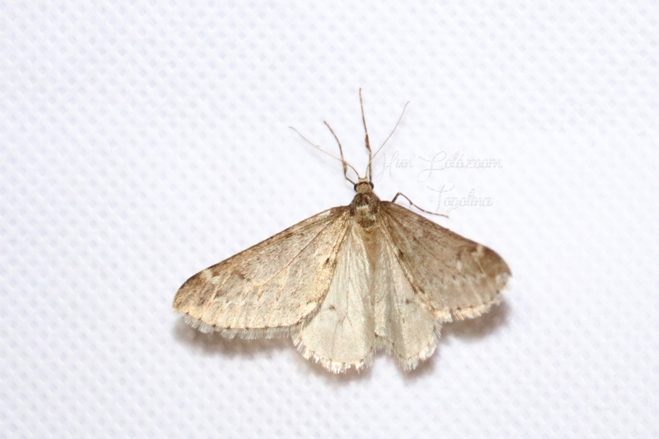 Alsophila aescularia - vadgesztenye-araszoló