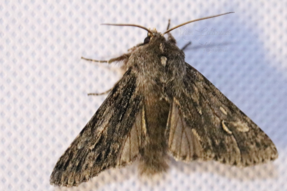 Brachionycha nubeculosa - zömök fésűsbagoly