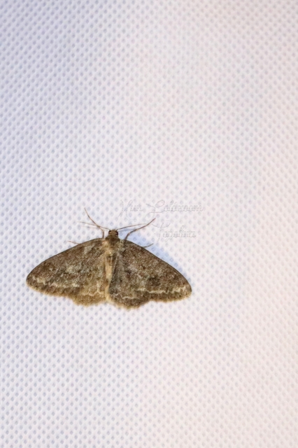 Ectropis crepuscularia - avararaszoló