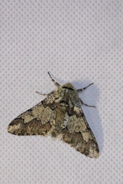 Biston strataria - barnapettyes araszoló