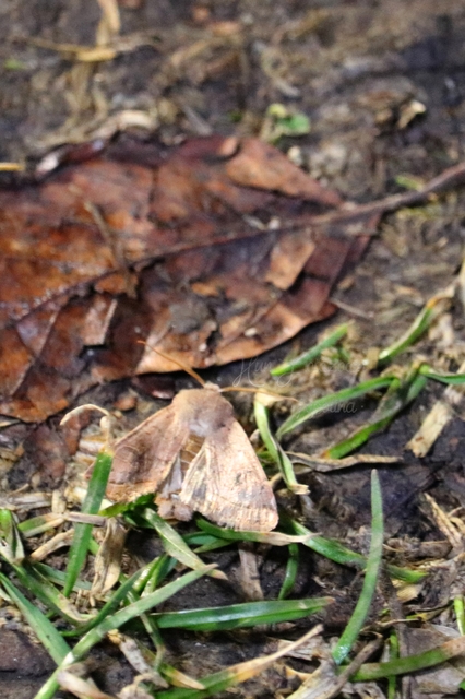 Orthosia gracilis - karcsú barkabagoly
