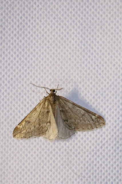Alsophila aescularia - vadgesztenye-araszoló