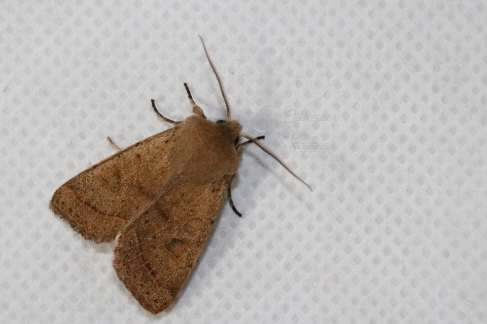 Orthosia cerasi - közepes barkabagoly