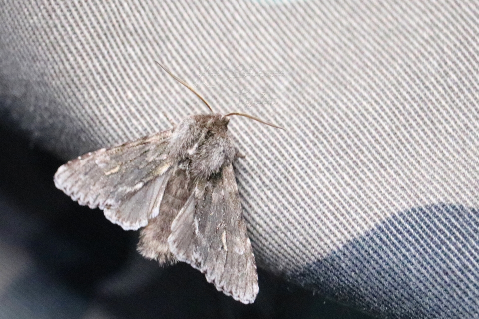 Brachionycha nubeculosa - zömök fésűsbagoly