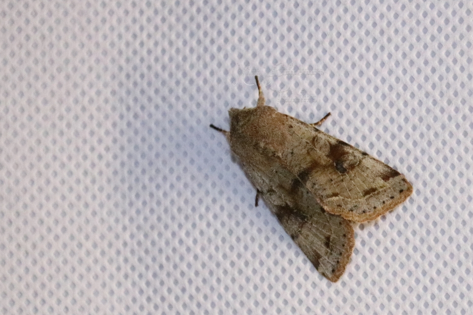 Orthosia incerta - változékony barkabagoly