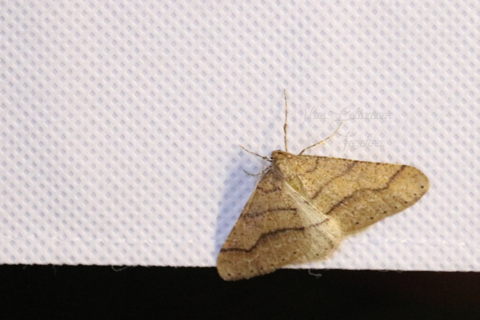 Agriopis marginaria - sárgás téliaraszoló