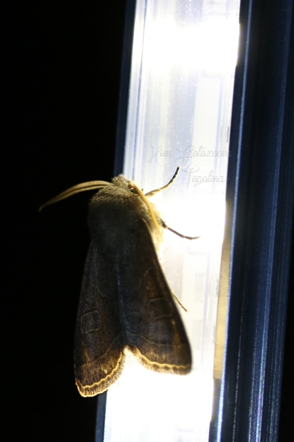 Orthosia cerasi - közepes barkabagoly