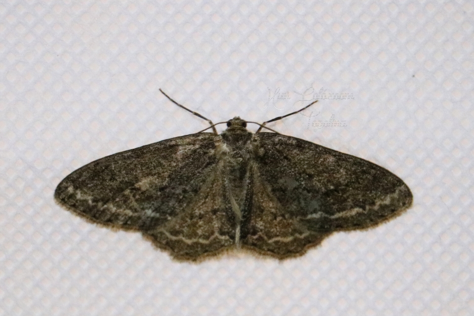 Ectropis crepuscularia - avararaszoló