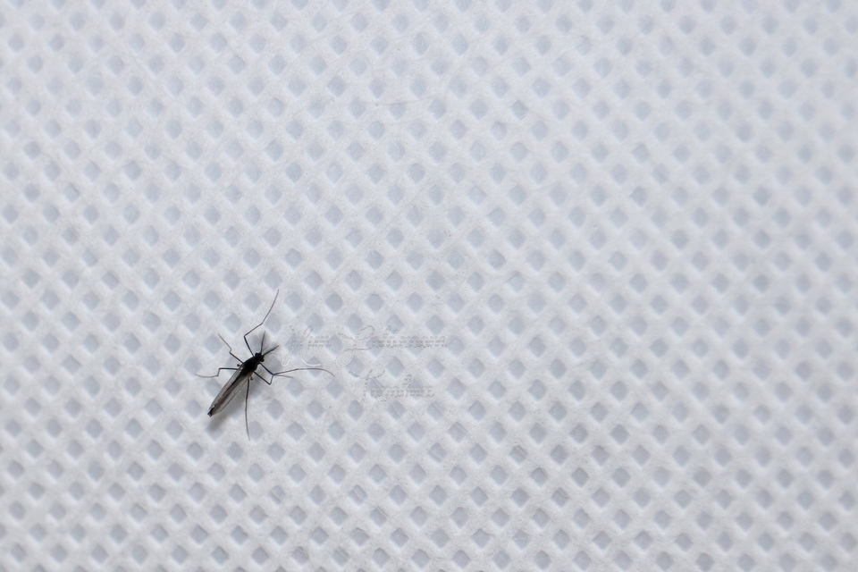 Chironomidae - árvaszúnyogok