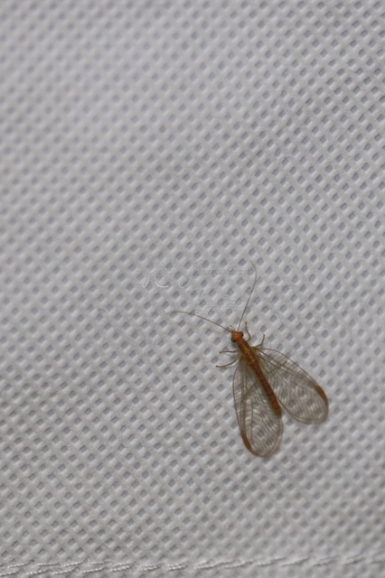 Chrysopidae - zöldfátyolkák