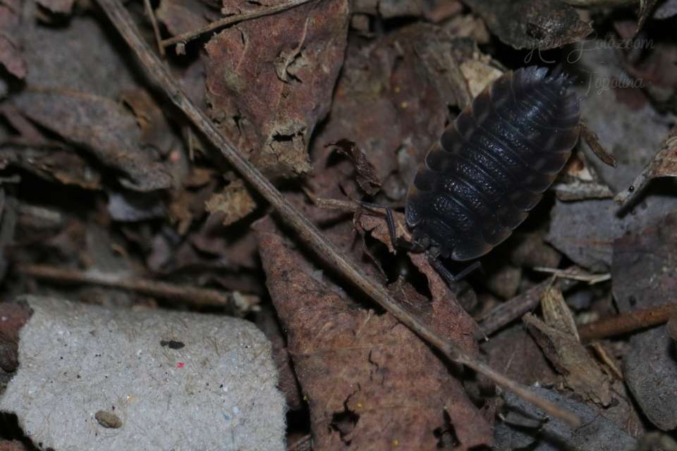 Trachelipus ratzeburgii - lebenyes ászka