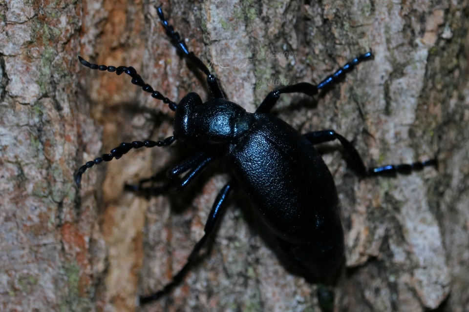 Meloe violaceus - kék nünüke