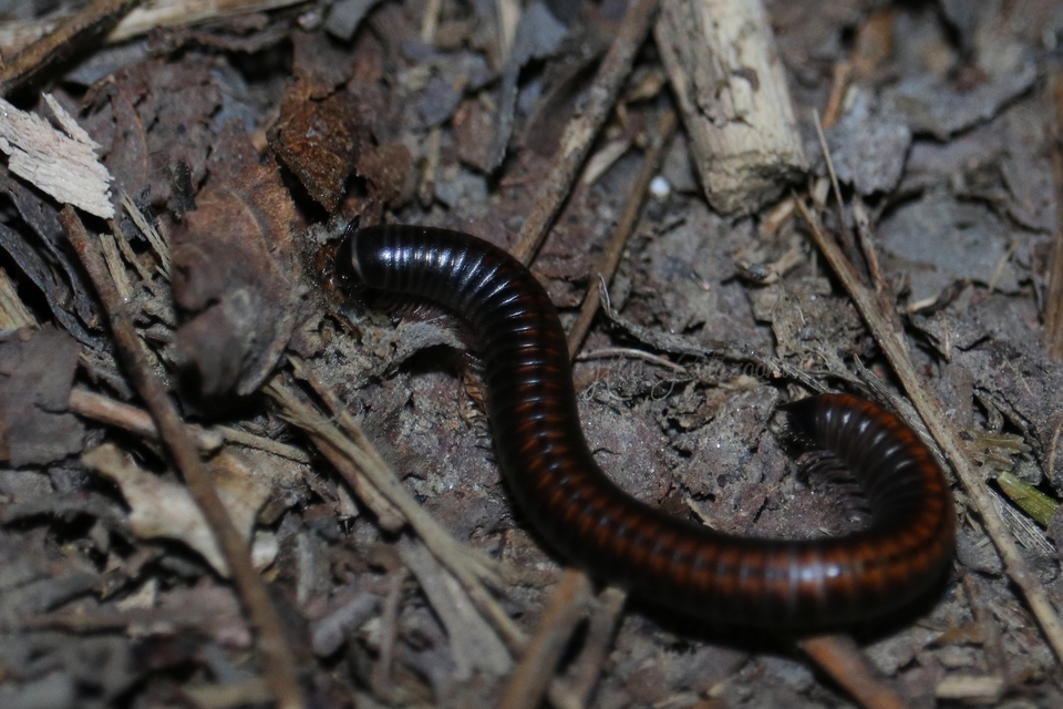 Diplopoda - Ikerszelvényesek