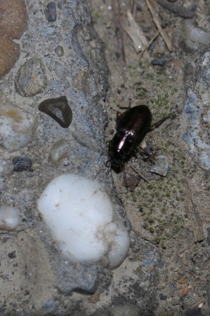 Harpalus distinguendus - mezei lomhafutó