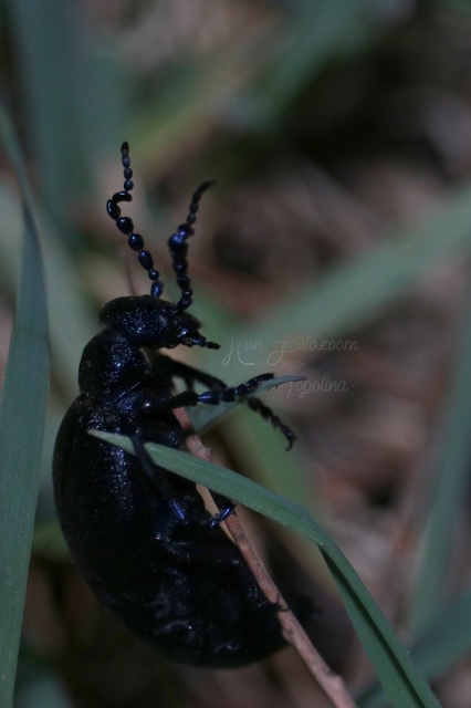 Meloe proscarabaeus - közönséges nünüke