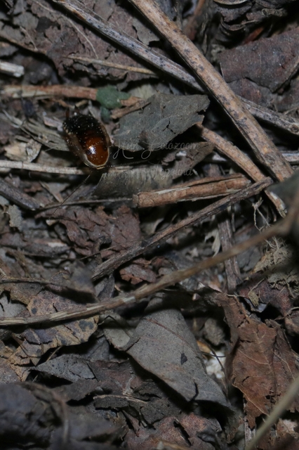 Ectobius sylvestris - fekete erdeicsótány