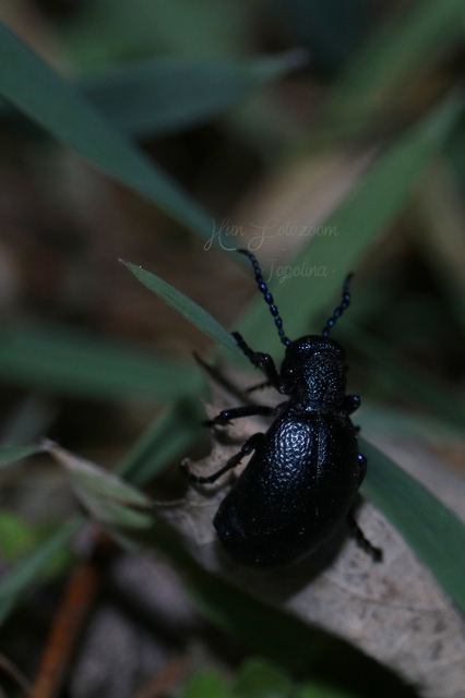 Meloe proscarabaeus - közönséges nünüke