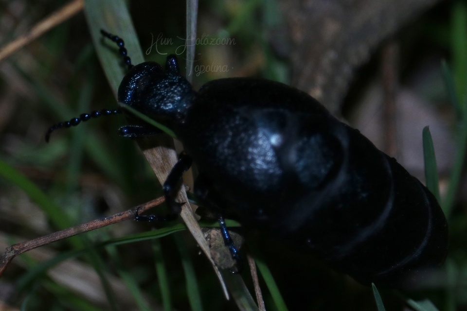 Meloe proscarabaeus - közönséges nünüke
