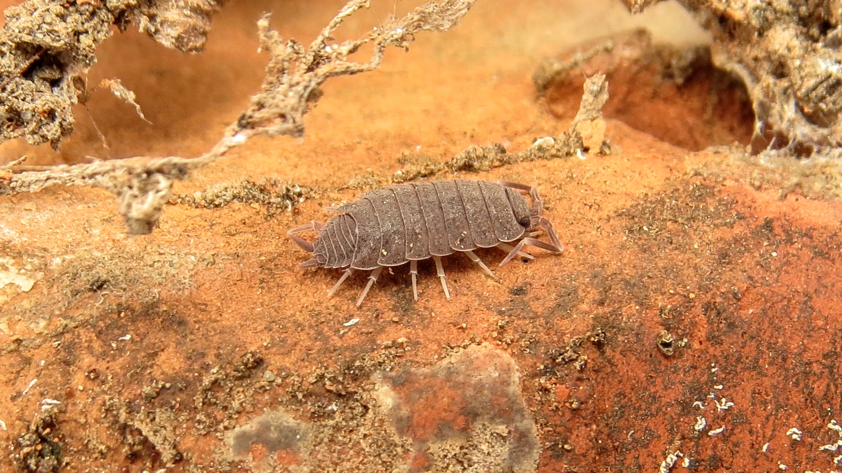 Porcellionides pruinosus - hamvas ászka