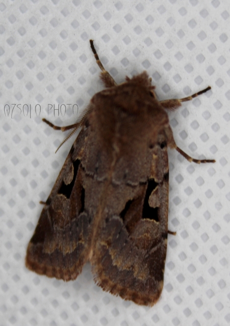 Orthosia gothica - feketefoltos barkabagoly