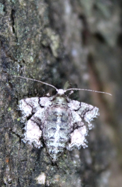 Agriopis marginaria - sárgás téliaraszoló