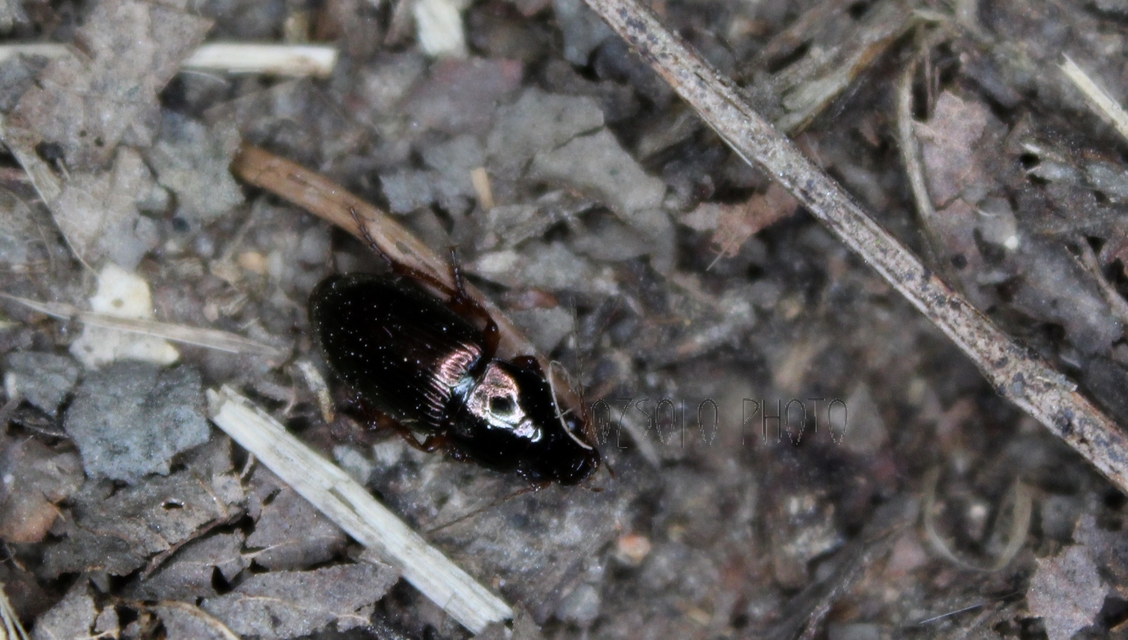 Harpalus affinis - szőrösszárnyú lomhafutó
