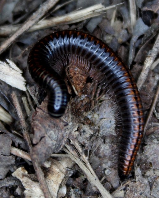 Diplopoda - Ikerszelvényesek
