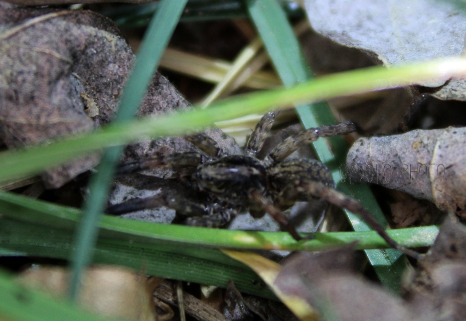 Arctosa leopardus