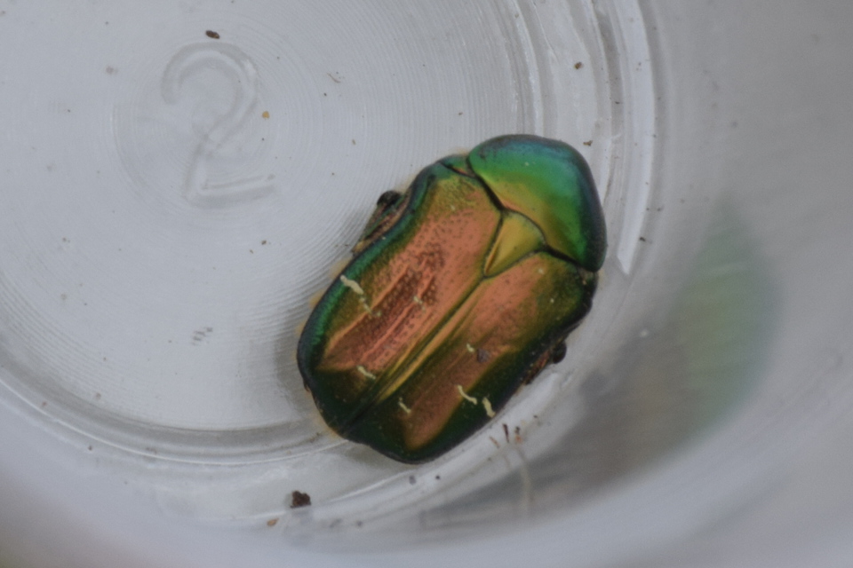 Cetonia aurata - aranyos virágbogár
