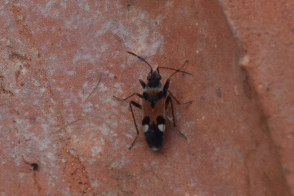 Beosus quadripunctatus - pettyes homokibodobács