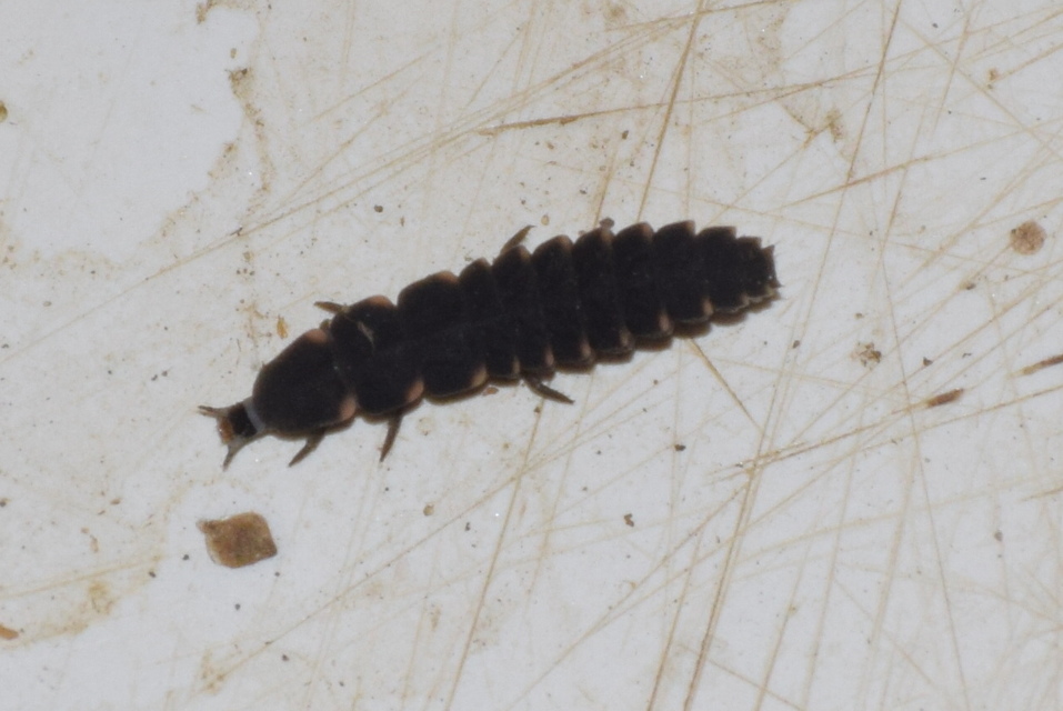 Lampyris noctiluca - nagy szentjánosbogár